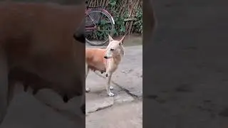 Kutri ❤️ #shorts #kutri #dog #pakrutakru