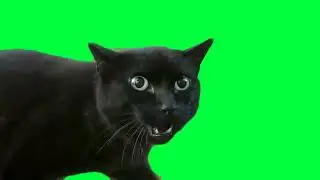 chat fond vert