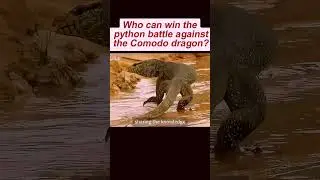Python vs komodo dragon: who will reign supreme? #komododragon #python