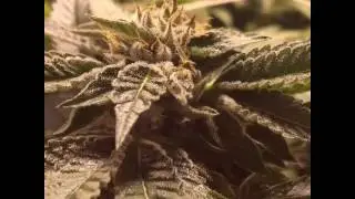 Ace of Spades and Mendo U2 Kush