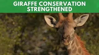 Giraffe Conservation Strengthened