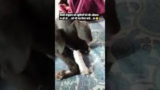 Rescue stray puppy 🐶/ help voiceless animals# #streetdog #animals #doglover #voiceless #shorts