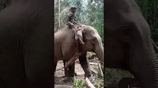 Ami ki kure de khai thakibo di view
