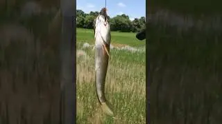 Fishing time 😱🎣🐠#funny #video #foryou #usa #freefire #fishing #happy #fish #australia #fyp