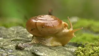Macro close-up of a land snail crawling on moss covered rock surface