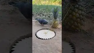 Technique Creative Pigeon Trap Using Pineapple And Paper #shorts