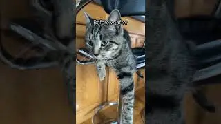 Before and after #cat #foryou #shorts