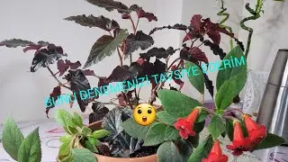 BUNU İLKDEFA DENEDİM BAŞARILI OLDUM! SİYAH YAPRAKLI ÇİLİBEGONYA