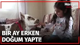 'Yaşamaz' Denilen Buzağıyı Hiranur'un Sevgisi Hayata Bağladı