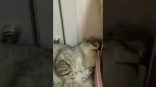 cute hamster and cat friendship #shorts #cuteanimals #funnyanimals #hamster