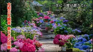 ［Nara 岡寺］大和三大観音 あじさい回廊A hydrangea