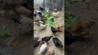 Galinheiro caipira. #galinha #galinhas #ro&ccedil;a #vidanaro&ccedil;a #agro #vida #caipira #cria&ccedil;&atilde;o #granja #galo