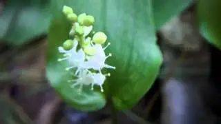 Edible & Medicinal Canada Mayflower ( Maianthemum canadense )
