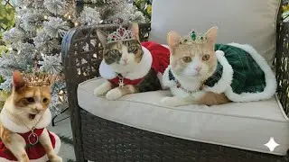 Fancy cats 
