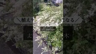 可愛いけど丈夫で最強な庭木  #常緑低木 #ガーデニング #庭