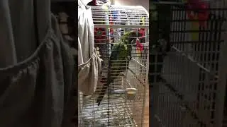 Buffon macaw growls