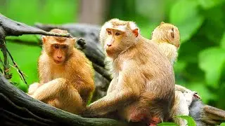 Libby the Monkey Mom Exhausted from Pregnancy But Still Caring for Leo & Rainbow 💕
