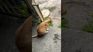 YUCK it&rsquo;s a Hairball! #funny #cat #rescue