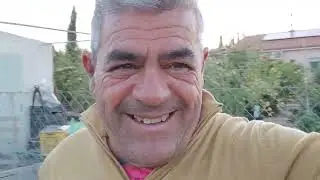 Entutorado de las tomateras.
