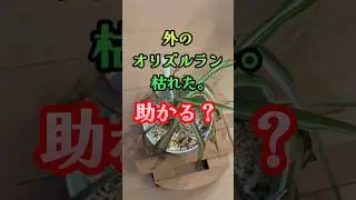 【枯れた】助かる？オリズルラン #強剪定 #再生栽培 #観葉植物 #観葉植物初心者 #自己責任 #我流 #取扱注意