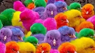 Tangkap Ayam Warna Warni, Ayam Rainbow, Mobil Mobilan, Toys, Animal, Tayo, Truk Oleng, Kelinci,🐔🐤