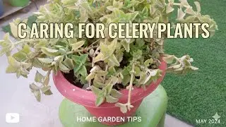 Caring for Celery plants #garden #craftyliving #gardenflowers #gardening #handmadeplanter #diy
