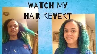 Watch my hair revert! Straight to curly! | Natural Hair
