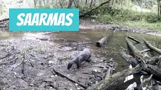 Saarmas (Lutra lutra; Eurasian otter)
