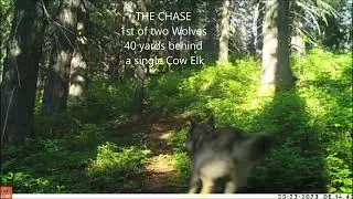 Wolves hunting Elk
