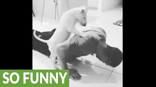 Dog helps out owner with workout routine