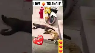 Cat's Love Triangle #shorts #cat #catlover #catshorts #cats #funny #funnycats