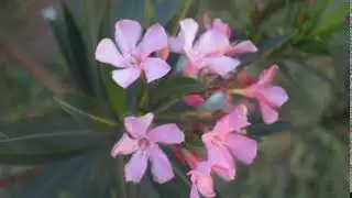 waving flower | 99pluspics