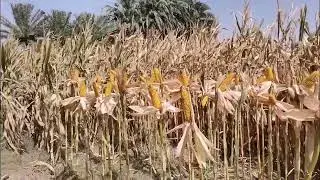 corn harvest jun 2022