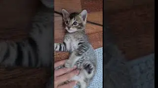 Domestic Short Hair + Tabby Kitten For Adoption - 1 Month, Coco from Tanjung Bungah, Pulau Pinang