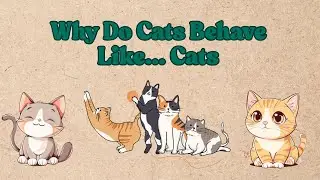 👉 Decoding 5 Weird Cat Behaviors &ndash; and the Secrets Behind Them !