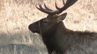 FOX31 goes on wildlife safety ride along with CSP
