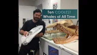 AFE in Iso (Fossil Countdown Special): The Top Ten Coolest Whales of All Time
