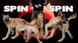 Teach Your DOG to SPIN around LEFT and RIGHT