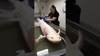 Stange creature new discovery wild creature ai generated #ai #aivideo #aigenerated #animals#creature