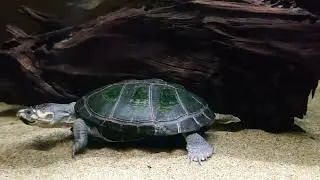 【No.746】オカバンゴハコヨコクビガメ(Pelusios bechuanicus)
