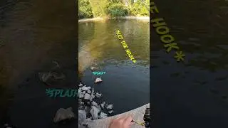 🦬🐟 Как поймать буйвола, кормящегося на поверхности воды
