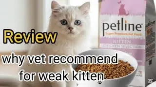 Honest Review Petline natural premium kitten food | why vet recommend for weak kitten |Turkish Brand