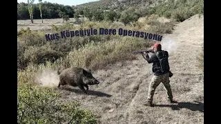 Kuş K&ouml;peğiyle Derede Nefes Kesen Domuz Avı Adrenalin Dolu #wildboar #hunting