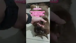 Kucing Elmilo suka gigit mimoy #kucinglucu #kucing #cat #catshorts #kucinggemoy
