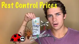 A Pest Control Service Less than $100?
