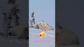 #Polar Bear and #BabyBear #cutebears 💕💕