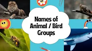 Animal / Bird Group Names | Collective noun for Animals / Birds | Group Names for Animals / Birds