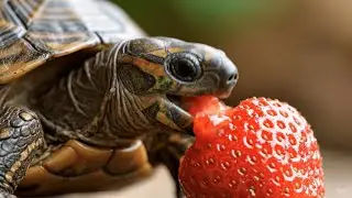 Turtle Eating a Strawberry in Satisfying Ultra Macro | ASMR by AMN