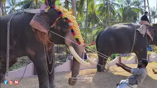 ഗുരുവായൂർ ദേവസ്വം താമരയൂർ പൂരത്തിനെത്തിയ ഗുരുവായൂർ കൃഷ്ണ, രവികൃഷ്ണൻ,ഗോപീകൃഷ്ണൻ, ചെന്താമരാക്ഷൻ