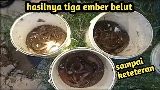 mudah banget mancing belut malam hari sampai dapat tiga ember